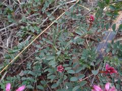 Indigofera brendae