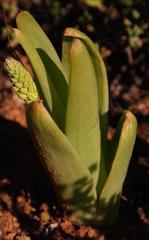 Bulbine navicularifolia