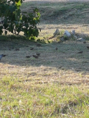Passer domesticus balearoibericus