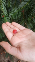 Taxus