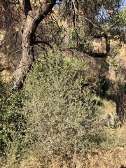 Cordylanthus pilosus pilosus