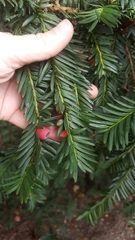 Taxus