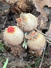 Calostoma ravenelii ravenelii
