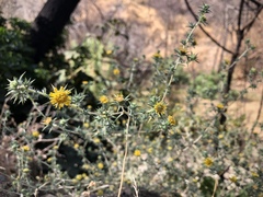 Centromadia parryi rudis