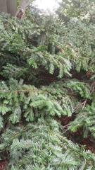 Taxus