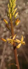 Bulbine navicularifolia