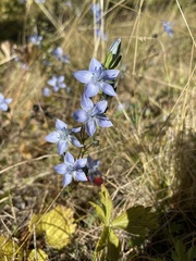 Lomatogonium carinthiacum