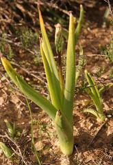 Bulbine navicularifolia