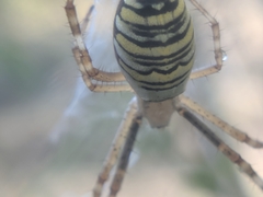 Argiope bruennichi