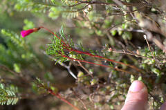 Oxalis confertifolia
