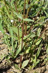 Nemesia cheiranthus