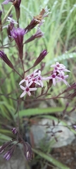 Stevia viscida