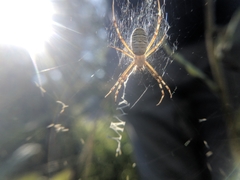 Argiope bruennichi