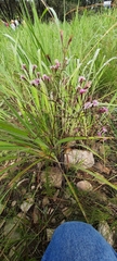 Stevia viscida