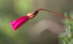 Oxalis confertifolia