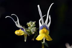 Nemesia cheiranthus