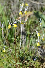 Nemesia cheiranthus