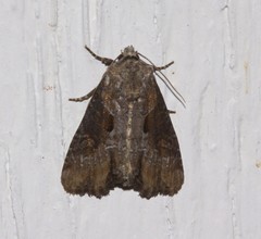 Lateroligia ophiogramma
