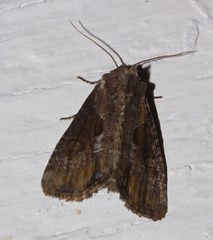 Lateroligia ophiogramma