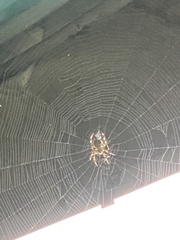 Araneus bicentenarius
