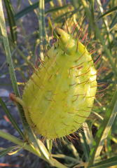 Gomphocarpus fruticosus fruticosus