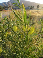 Gomphocarpus fruticosus fruticosus