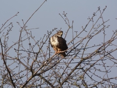 Buteo buteo