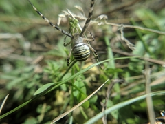 Argiope bruennichi