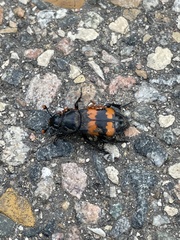Nicrophorus investigator