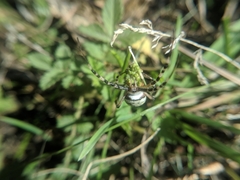 Argiope bruennichi
