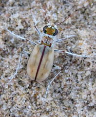 Lophyra barbifrons