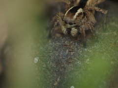 Stenaelurillus marusiki