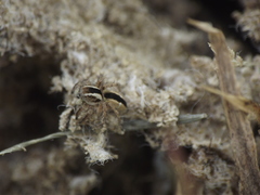 Stenaelurillus marusiki