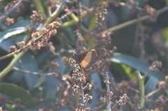 Acraea aganice montana