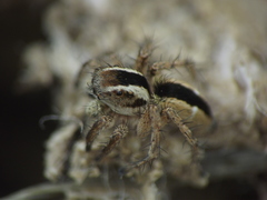 Stenaelurillus marusiki