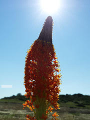 Bulbinella latifolia doleritica