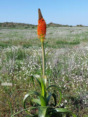 Bulbinella latifolia doleritica