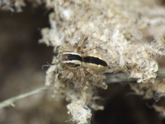 Stenaelurillus marusiki