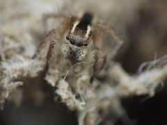 Stenaelurillus marusiki