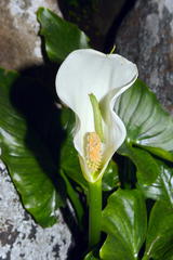 Zantedeschia odorata