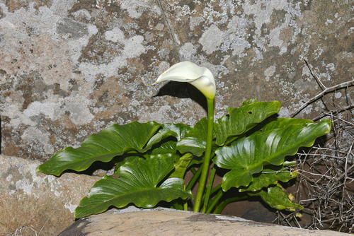 Calas o Cartuchos (género Zantedeschia) · Natusfera