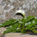 香水番海芋 - Photo 由 Richard Adcock 所上傳的 (c) Richard Adcock，保留部份權利CC BY-NC