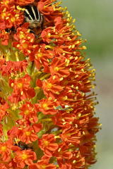 Bulbinella latifolia doleritica