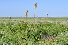 Bulbinella latifolia doleritica