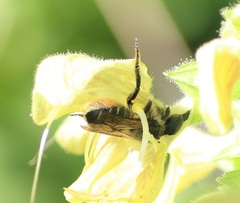 Megachile ligniseca