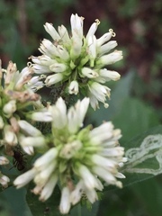 Verbesina walteri