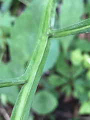 Verbesina walteri
