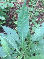 Verbesina walteri