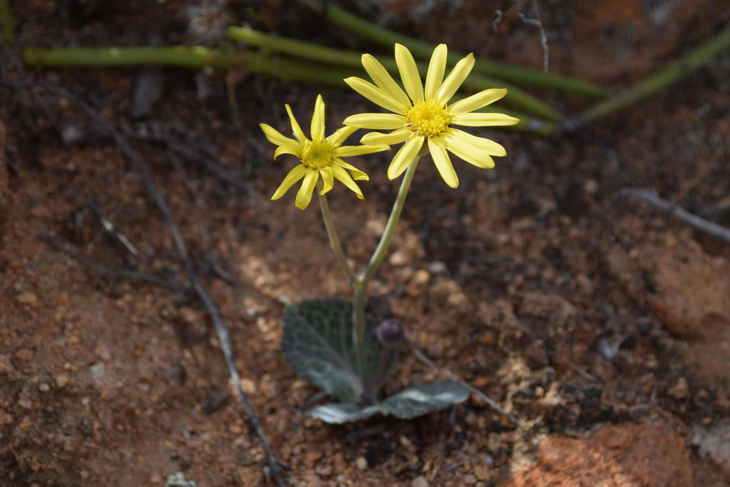 Othonna ovalifolia