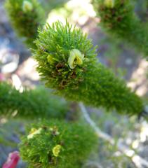 Aspalathus alopecurus